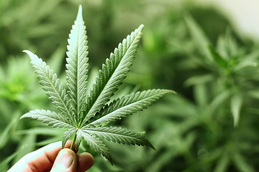 Cannabis in der Nahaufnahme.