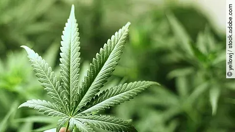 Cannabis in der Nahaufnahme.