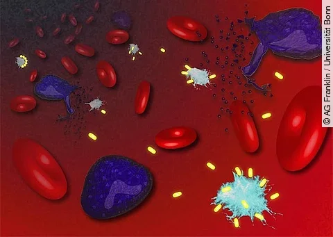 Immunabwehr: infizierte Zellen, ASC-Specks, Nanobodies