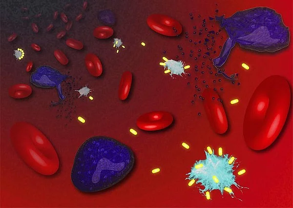 Immunabwehr: infizierte Zellen, ASC-Specks, Nanobodies