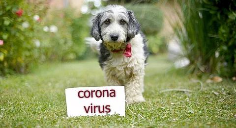 Schwarz weißer Hund auf grünem Rasen mit Coronavirus Schild.