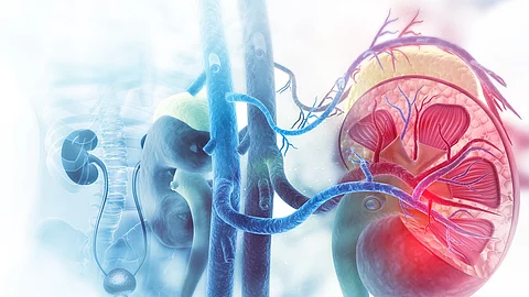 Human kidney cross section on scientific background Illustration: Anatomie einer menschlichen Niere