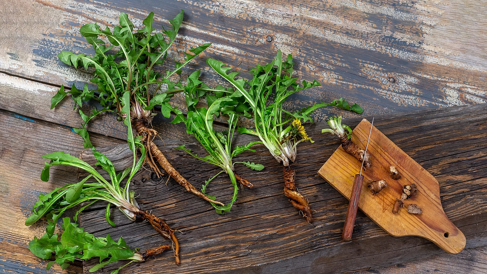 Löwenzahnblätter mit Wurzel auf einem Brett, geschnittene Löwenzahnwurzel