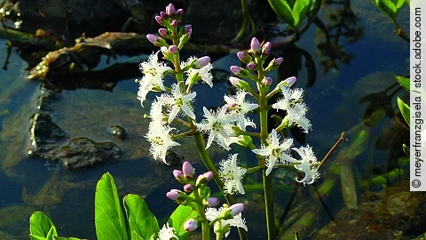 Blühender Fieberklee.