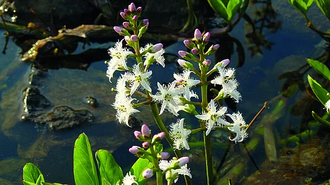 Blühender Fieberklee.