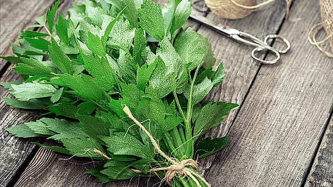 An den Stilen zum einem Strauß zusammengebundene Liebstöckel-Pflanzen auf einem Holztisch liegend.
