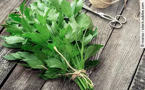 An den Stilen zum einem Strauß zusammengebundene Liebstöckel-Pflanzen auf einem Holztisch liegend.