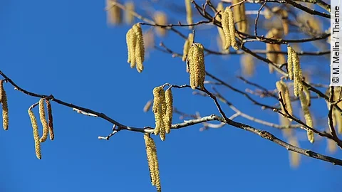 Birkenblüten bzw. Birkenpollen vor blauem Himmel