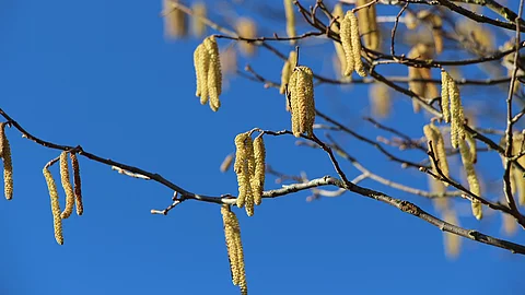 Birkenblüten bzw. Birkenpollen vor blauem Himmel