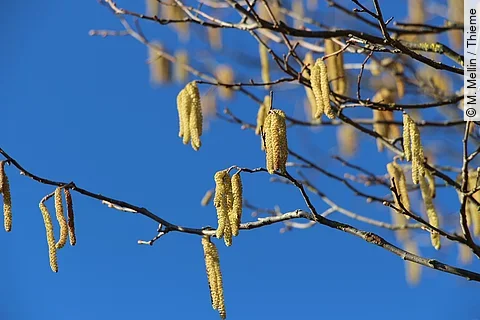 Birkenblüten bzw. Birkenpollen vor blauem Himmel