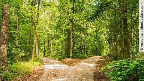 Weg in einem Wald