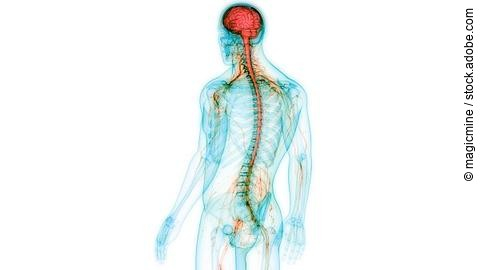 3D Illustration des menschlichen Nervensystems.
