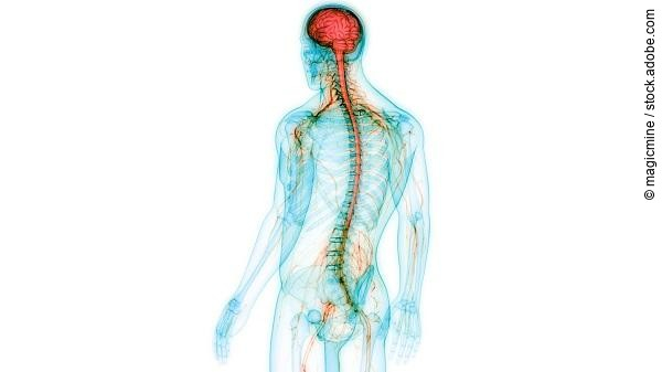 3D Illustration des menschlichen Nervensystems.