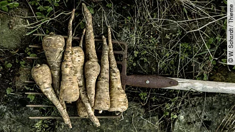 frisch geerntete Pastinaken auf einer Mistgabel