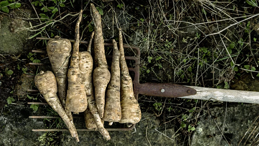 frisch geerntete Pastinaken auf einer Mistgabel