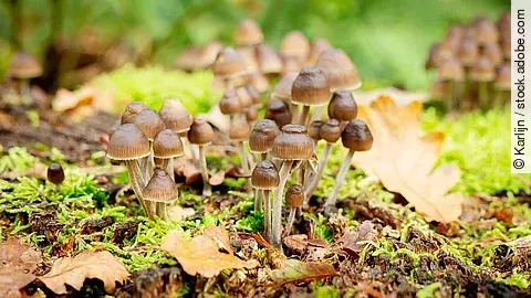 Psilocybe mexicana - Magic Mushrooms auf Waldboden