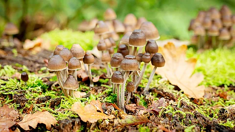 Psilocybe mexicana - Magic Mushrooms auf Waldboden Psilocybe mexicana - Magic Mushrooms auf Waldboden