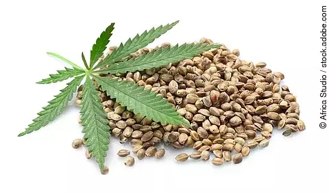 Hanfblatt und Hanfsamen auf weißem Untergrund