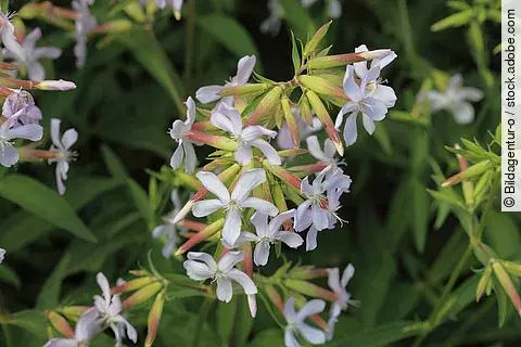 Seifenkraut in der Nahaufnahme.