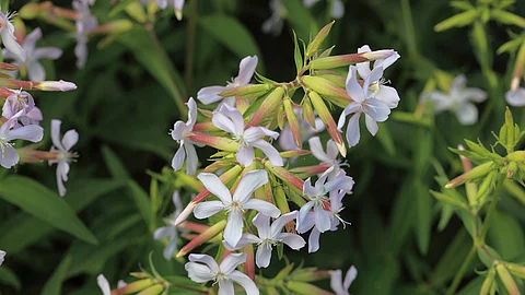 Seifenkraut in der Nahaufnahme.