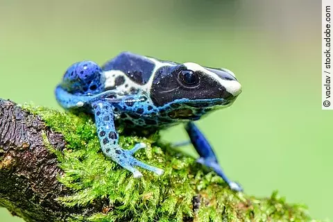 Blauer Frosch in Regenwald