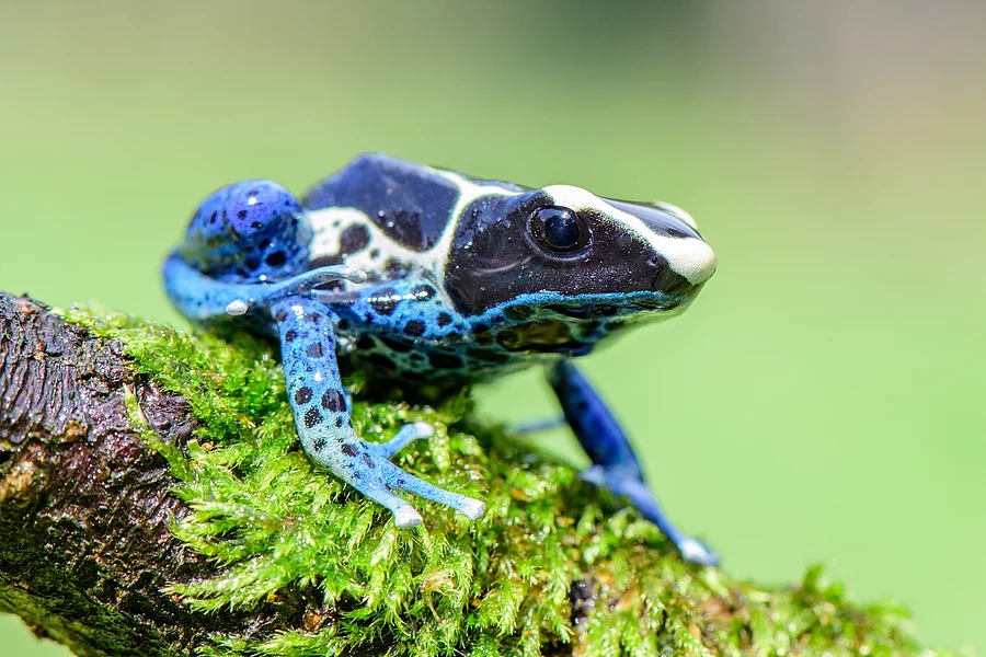 Blauer Frosch in Regenwald