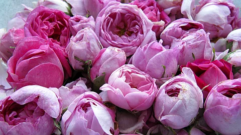 Blüten der Damaszener-Rose