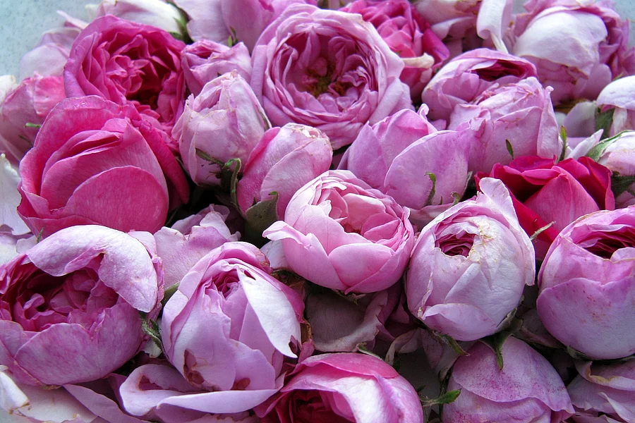 Freshly picked Rosa damascena rose heads closeup Blüten der Damaszener-Rose