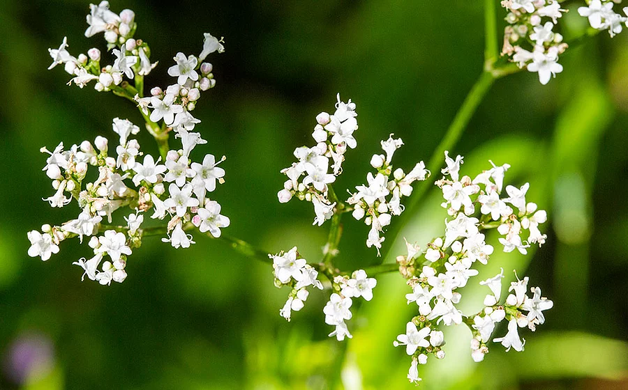 Nahaufnahme von Baldrianpflanze mit weißen Blüten