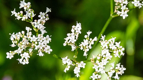 Nahaufnahme von Baldrianpflanze mit weißen Blüten