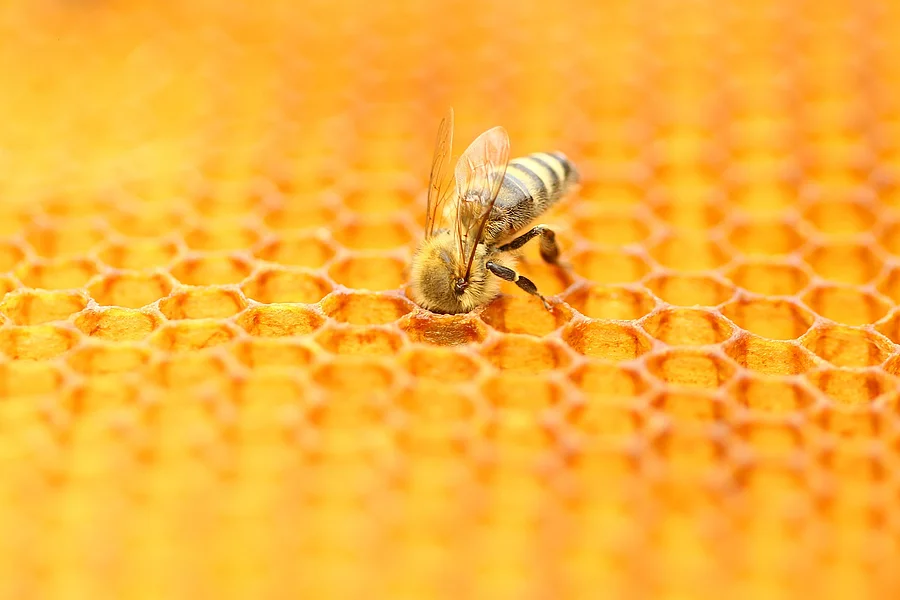 Biene auf Honigwabe
