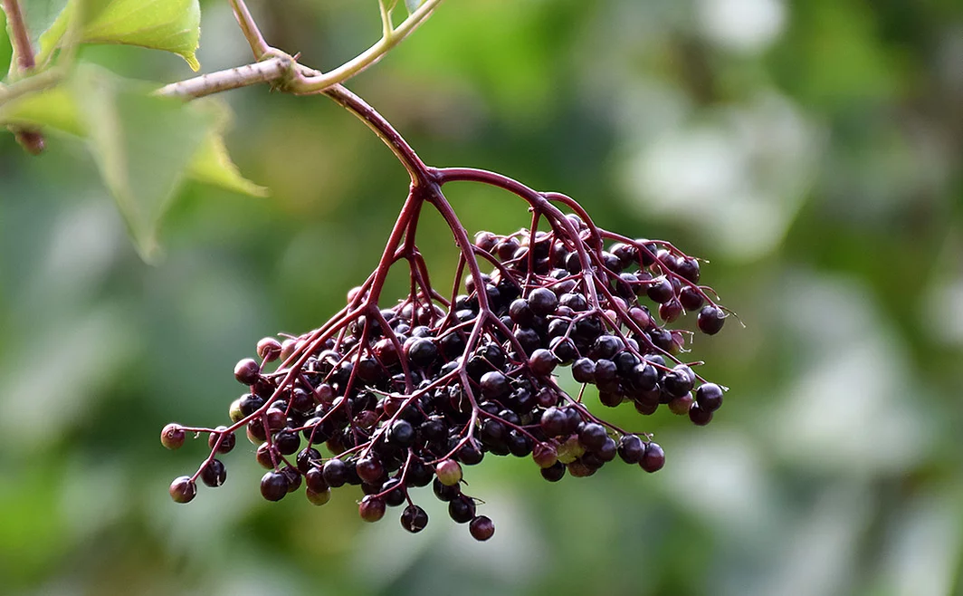 Zweig mit schwarzen Holunderbeeren