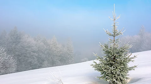 Weihnachtsbaum, Fichte, Schnee, Winter, Weihnachten
