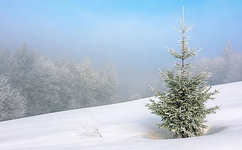 Weihnachtsbaum, Fichte, Schnee, Winter, Weihnachten