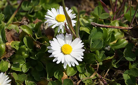 Gänseblümchen