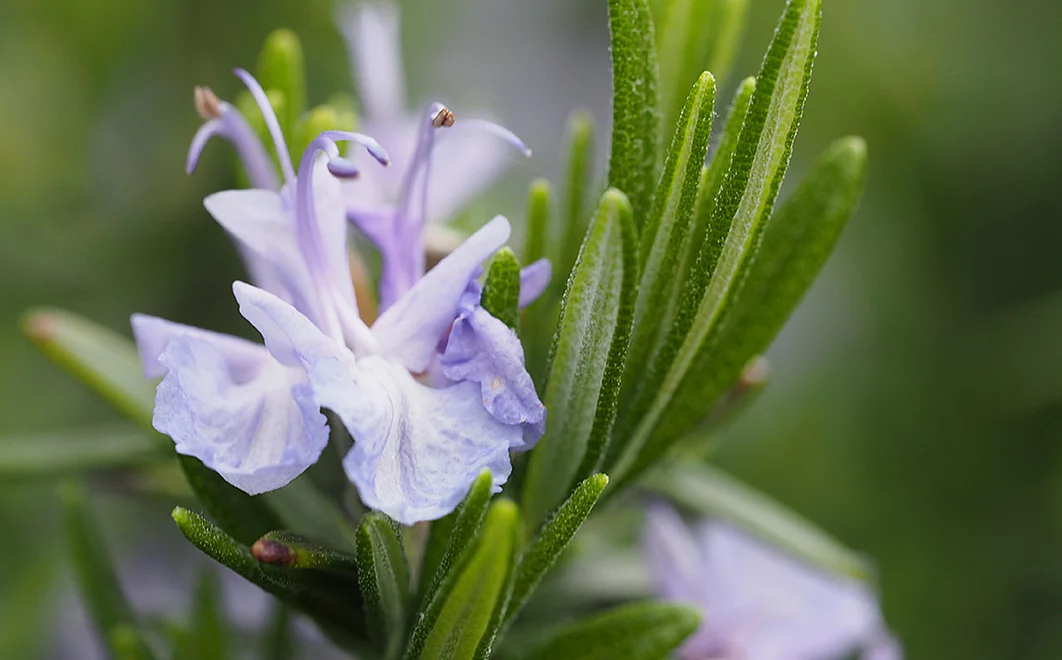 violette Rosmarinblüte