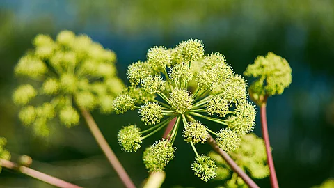Engelwurz, Angelikawurzel, Blüten