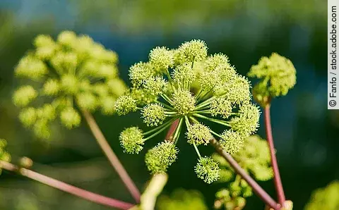 Engelwurz, Angelikawurzel, Blüten