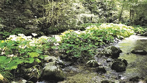 Wald, Waldmedizin, Naturmedizin