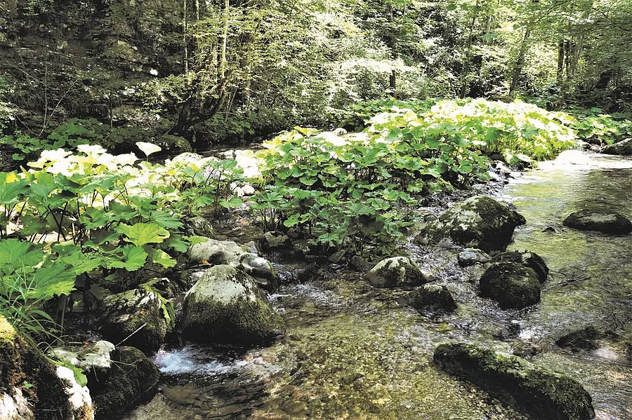 Wald, Waldmedizin, Naturmedizin