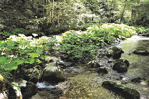 Wald, Waldmedizin, Naturmedizin