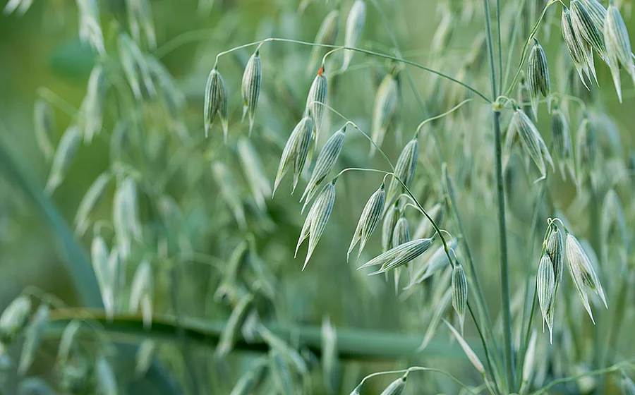 Hafer (Avena sativa)