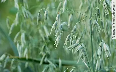 Hafer (Avena sativa)