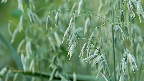 Hafer (Avena sativa)