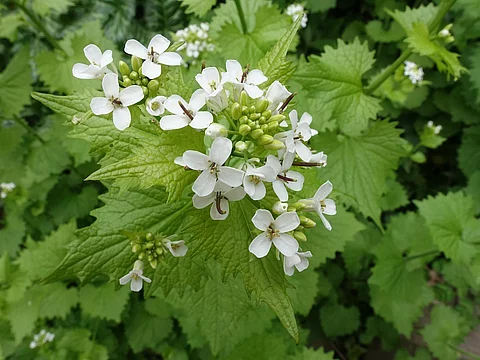 Knoblauchsrauke mit Blüten