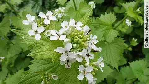 Knoblauchsrauke mit Blüten