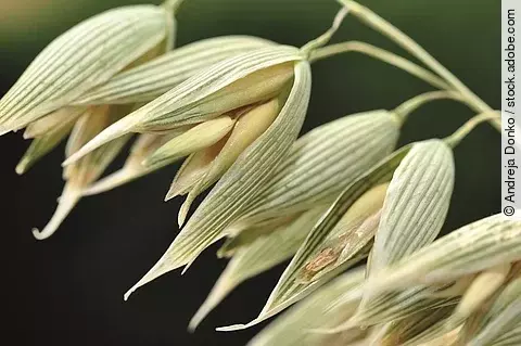 Saathafer Nahaufnahme