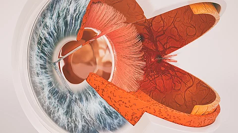 Illustration: Menschliches Auge im Querschnitt