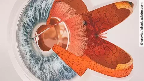 Illustration: Menschliches Auge im Querschnitt