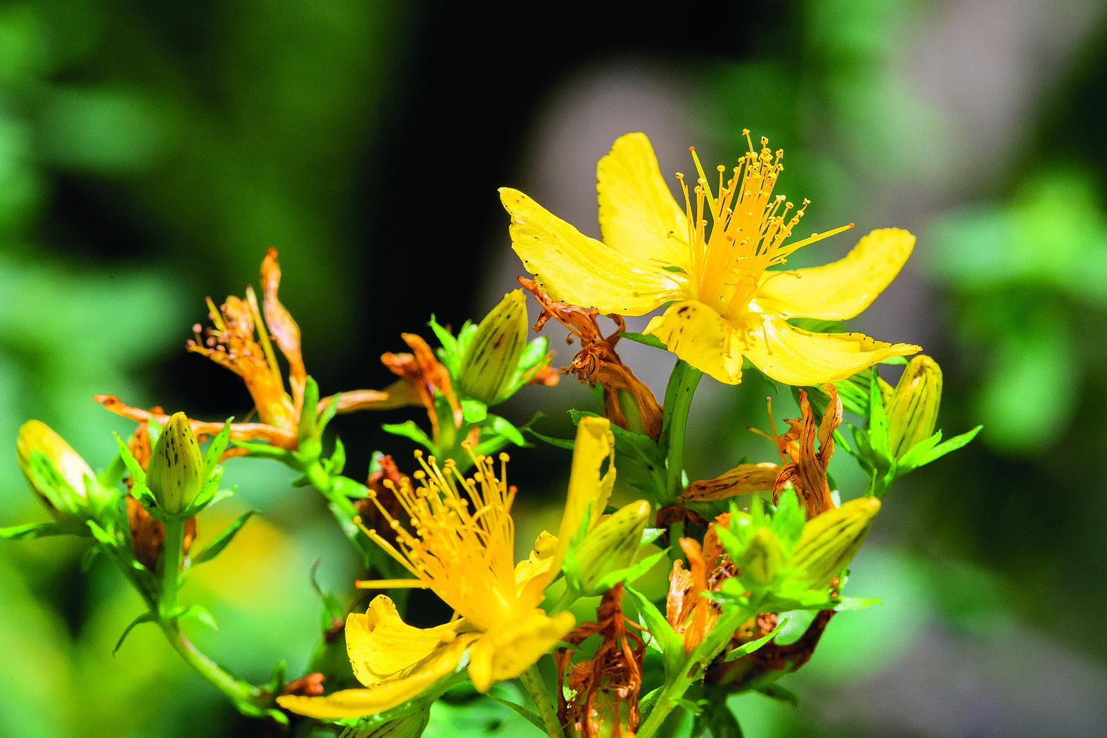 Echtes Johanniskraut Blüten
